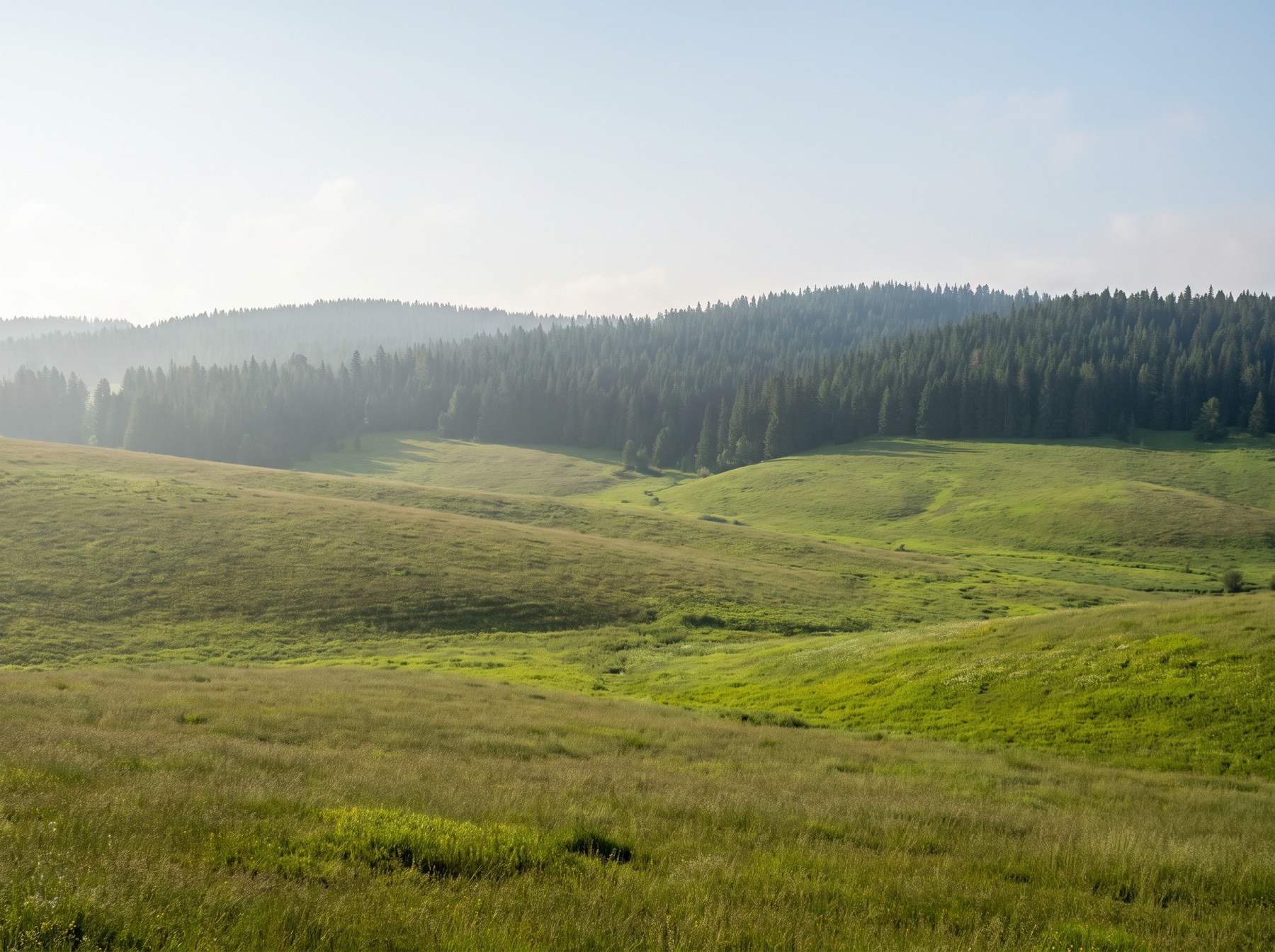 Green meadows rolling up to a forest